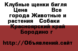 Клубные щенки бигля › Цена ­ 30 000 - Все города Животные и растения » Собаки   . Красноярский край,Бородино г.